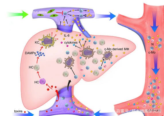 有补硒护肝片吗(补片护肝硒有副作用吗)-硒宝网