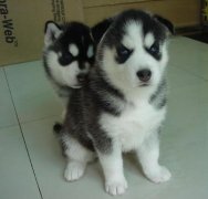 小狗补钙的最好方法(小狗补钙方法好不好)-硒宝网