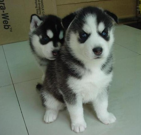 小狗补钙的最好方法(小狗补钙方法好不好)-硒宝网