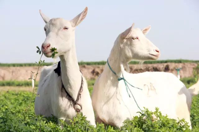 中老年补硒羊奶（含硒的老年羊奶粉好不好）-硒宝网