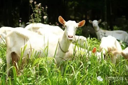 中老年补硒羊奶（含硒的老年羊奶粉好不好）-硒宝网