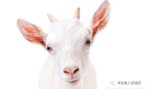 中老年补硒羊奶（含硒的老年羊奶粉好不好）-硒宝网