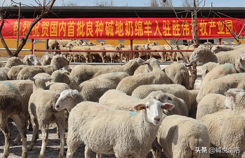 羊怎么补硒有效(给羊补硒)-硒宝网