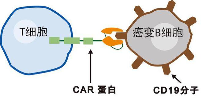 息肉需要补硒吗(补息肉需要硒元素吗)-硒宝网