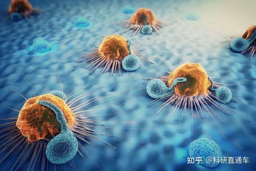 息肉需要补硒吗(补息肉需要硒元素吗)-硒宝网