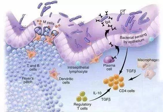 补硒对肺部作用(补硒对肺癌有好处吗)-硒宝网