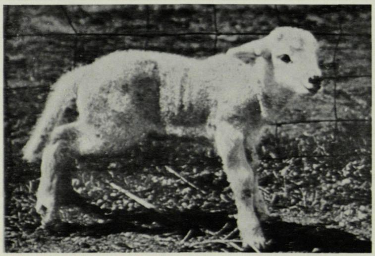 土地缺硒怎么补（土壤缺硒）-硒宝网