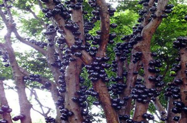 补硒好处和坏处(好处坏处补硒怎么补)-硒宝网