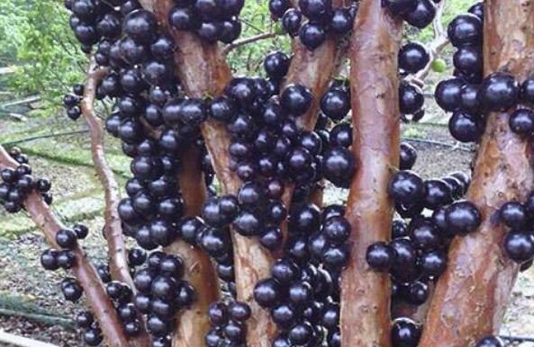 补硒好处和坏处(好处坏处补硒怎么补)-硒宝网