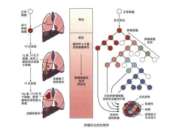 补硒提高肾小球(补肾小球的食物)-硒宝网