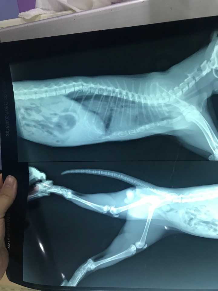 猫补钙吃什么（猫补钙吃什么食物最好最快）-硒宝网