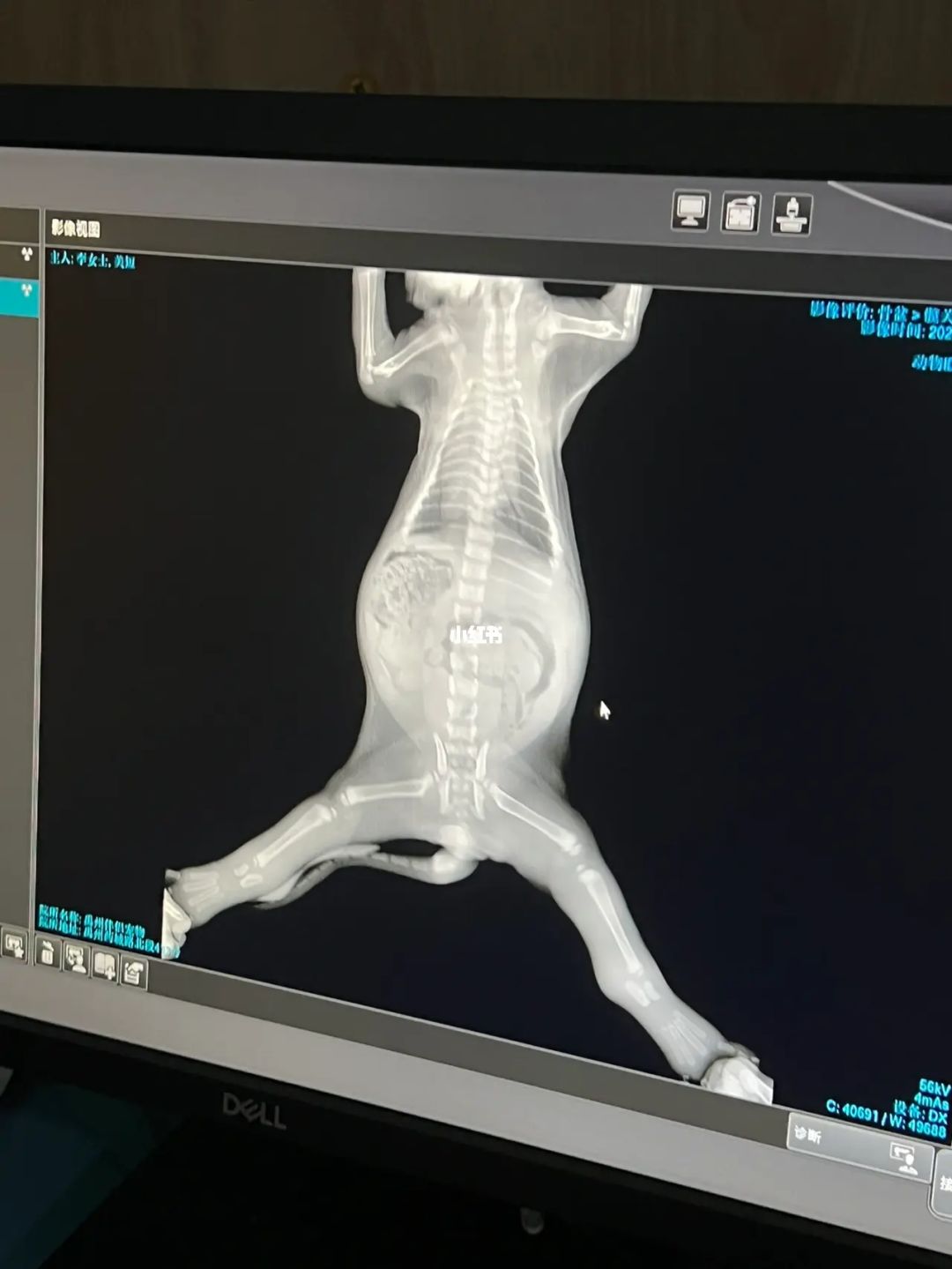 猫补钙吃什么（猫补钙吃什么食物最好最快）-硒宝网