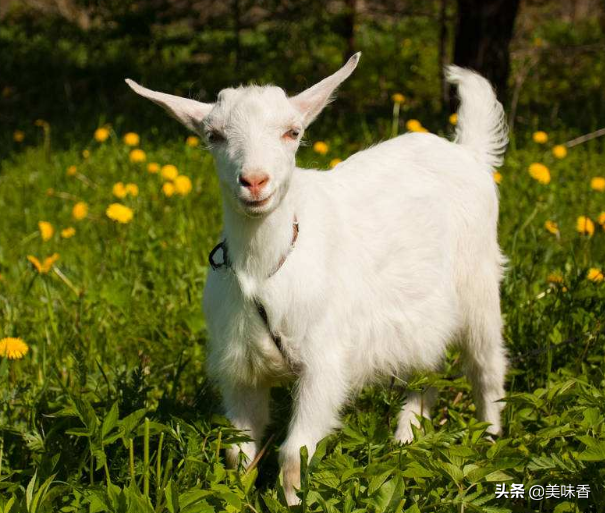 羊怎么补硒有效（给羊补硒用什么药）-硒宝网