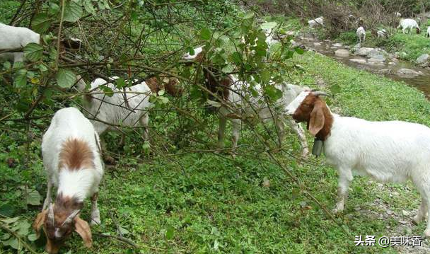 羊怎么补硒有效（给羊补硒用什么药）-硒宝网