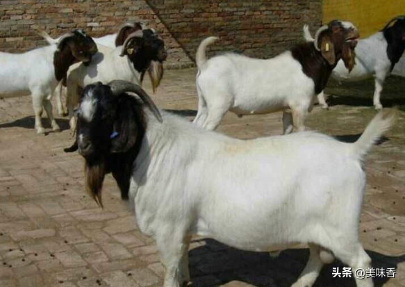 羊怎么补硒有效（给羊补硒用什么药）-硒宝网