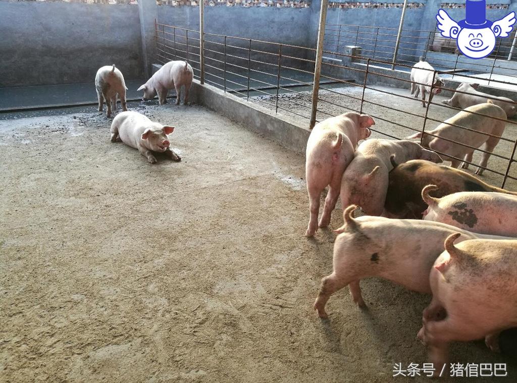 怎么给仔猪补硒（仔猪补硒的作用）-硒宝网