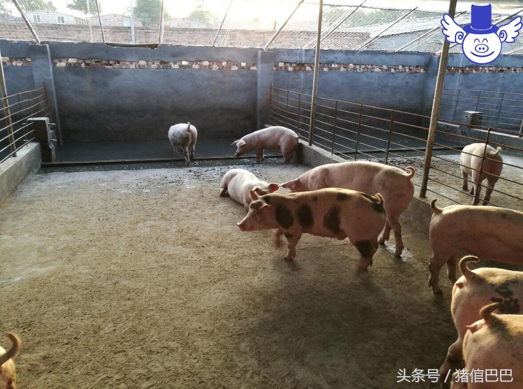 怎么给仔猪补硒（仔猪补硒的作用）-硒宝网