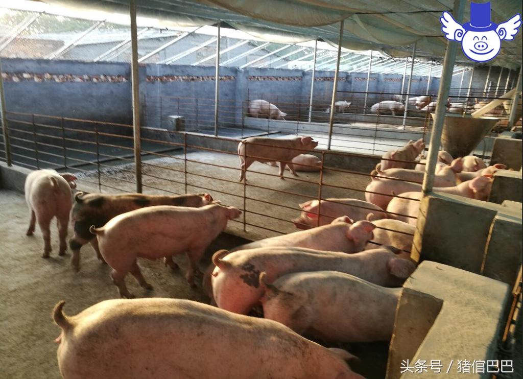 怎么给仔猪补硒（仔猪补硒的作用）-硒宝网