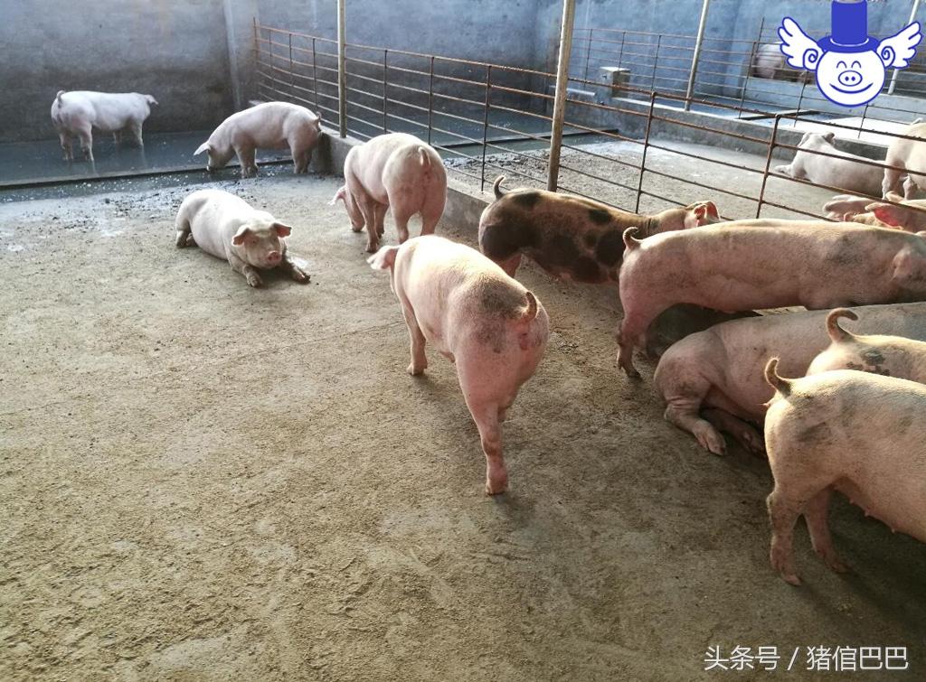 怎么给仔猪补硒（仔猪补硒的作用）-硒宝网