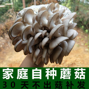 黄瓜籽补钙吗(黄瓜籽补钙有科学依据吗)-硒宝网