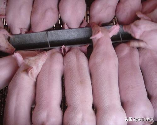 补硒后小猪呕吐(小猪呕吐补硒后会好吗)-硒宝网