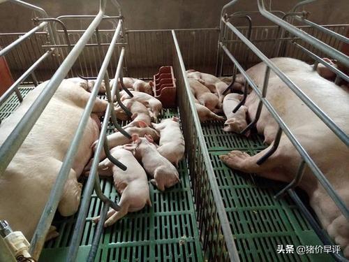 补硒后小猪呕吐(小猪呕吐补硒后会好吗)-硒宝网