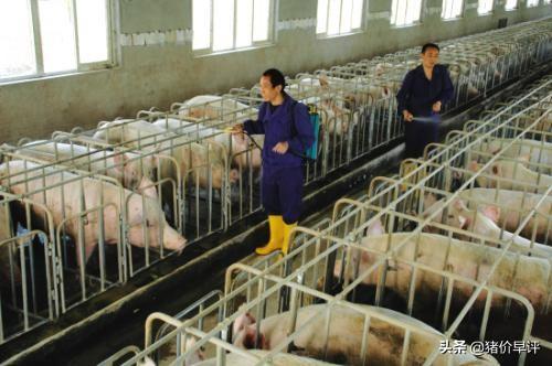 补硒后小猪呕吐(小猪呕吐补硒后会好吗)-硒宝网