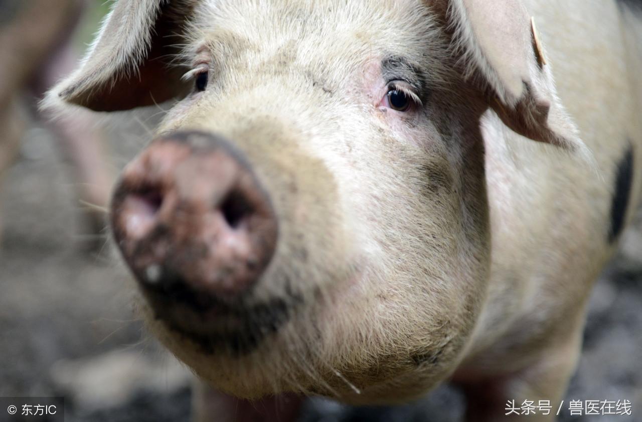 母猪补亚硒酸钠（饲料级亚硒酸钠）-硒宝网