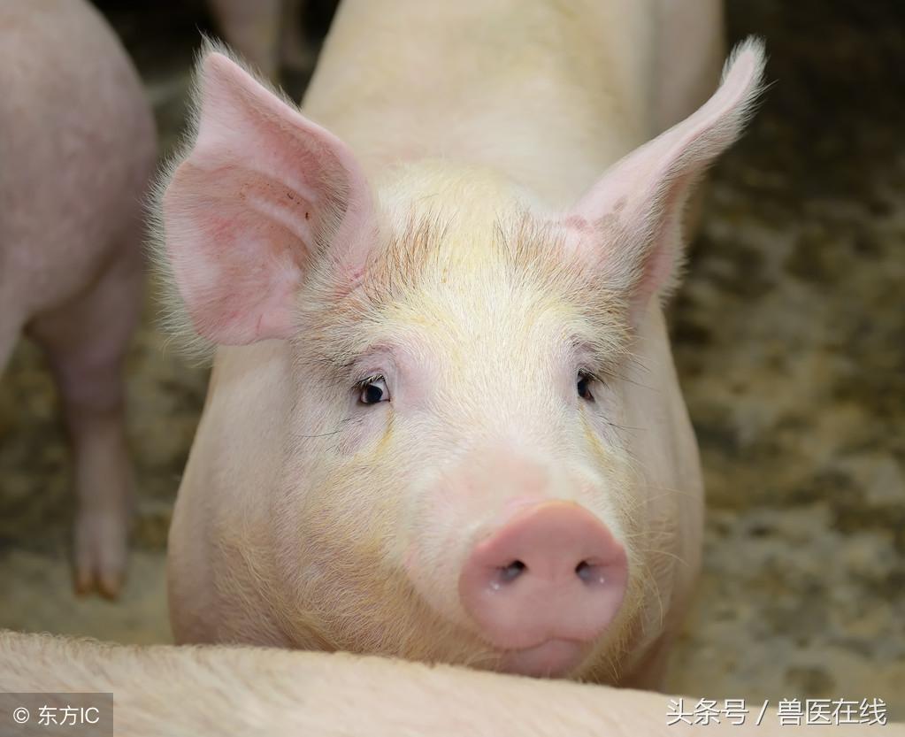 母猪补亚硒酸钠（饲料级亚硒酸钠）-硒宝网