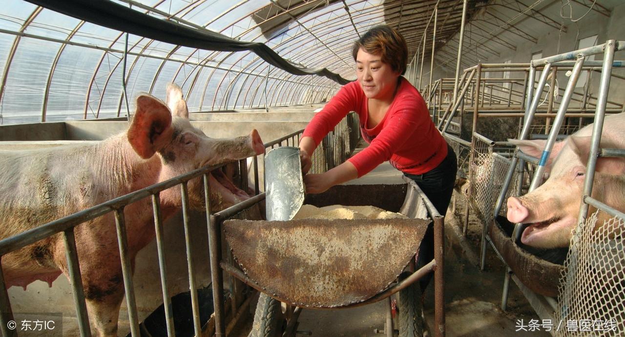 母猪补亚硒酸钠（饲料级亚硒酸钠）-硒宝网