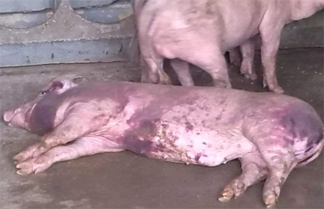 补硒为什么腹泻(补硒吃啥药)-硒宝网