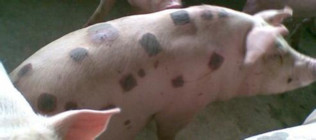 补硒为什么腹泻(补硒吃啥药)-硒宝网