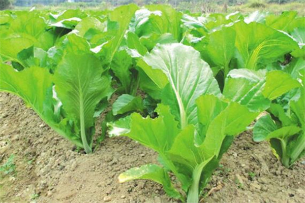 补钙的食物排行榜（食物补钙排名）-硒宝网