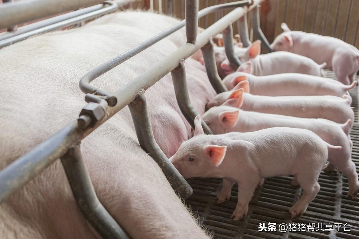 母猪补亚硒酸钠(母猪补硒用法及用量)-硒宝网