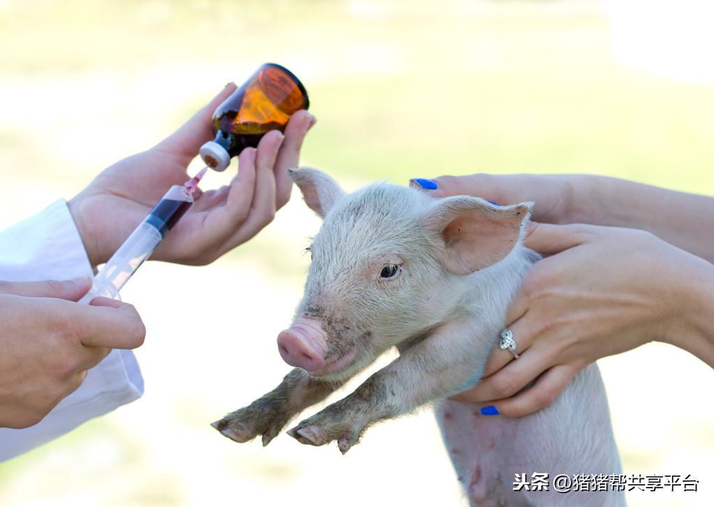 母猪补亚硒酸钠(母猪补硒用法及用量)-硒宝网