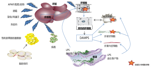 补硒有哪些改善(补硒能解决身体哪些问题)-硒宝网