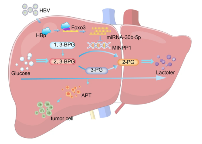 补硒有哪些改善(补硒能解决身体哪些问题)-硒宝网