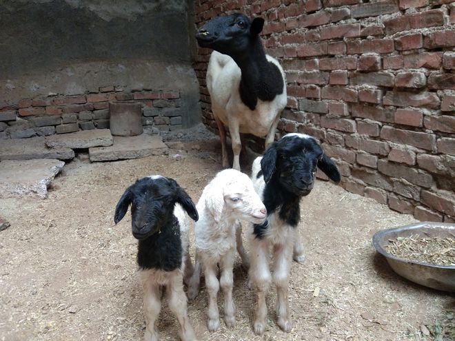 羔羊为什么补硒(给羊补硒)-硒宝网