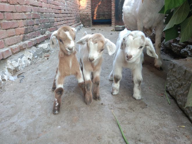 羔羊为什么补硒(给羊补硒)-硒宝网