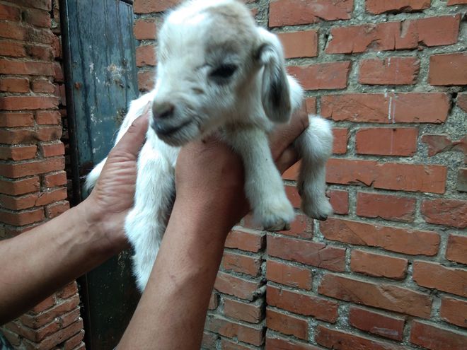 羔羊为什么补硒(给羊补硒)-硒宝网