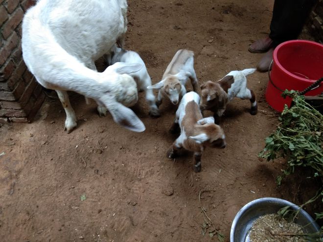羔羊为什么补硒(给羊补硒)-硒宝网