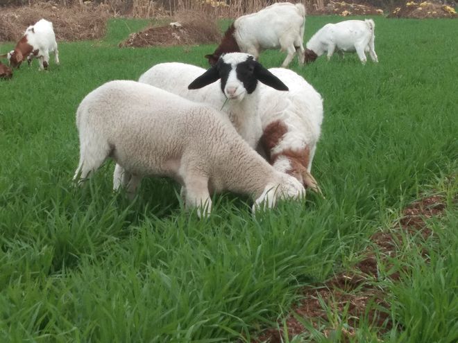 羔羊为什么补硒(给羊补硒)-硒宝网