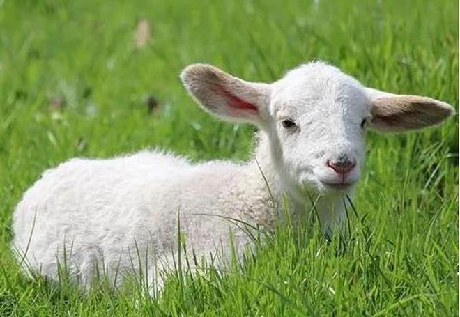 羔羊为什么补硒（羔羊补硒的用量）-硒宝网