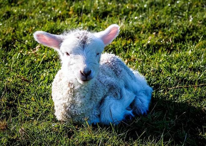 羔羊为什么补硒（羔羊补硒的用量）-硒宝网