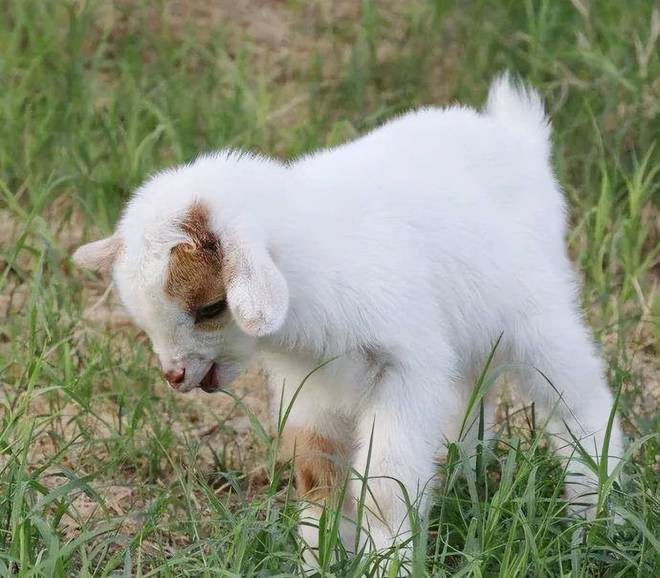 羔羊为什么补硒（羔羊补硒的用量）-硒宝网