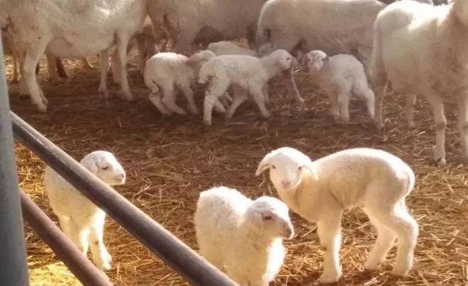 羔羊为什么补硒（羔羊补硒的用量）-硒宝网