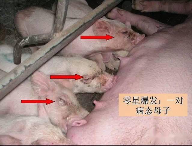 乳猪多少天补硒(仔猪补硒)-硒宝网