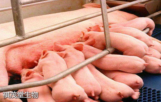 乳猪多少天补硒(仔猪补硒)-硒宝网