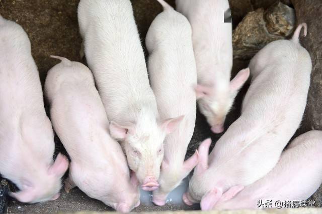 小猪还用补硒吗(小猪补硒多少毫升)-硒宝网