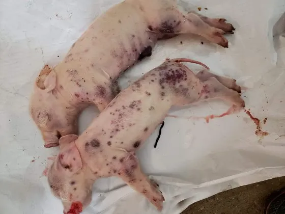 小猪还用补硒吗(小猪补硒多少毫升)-硒宝网